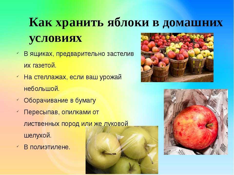 Райские яблочки польза и вред - дневник садовода pion-flowers.ru