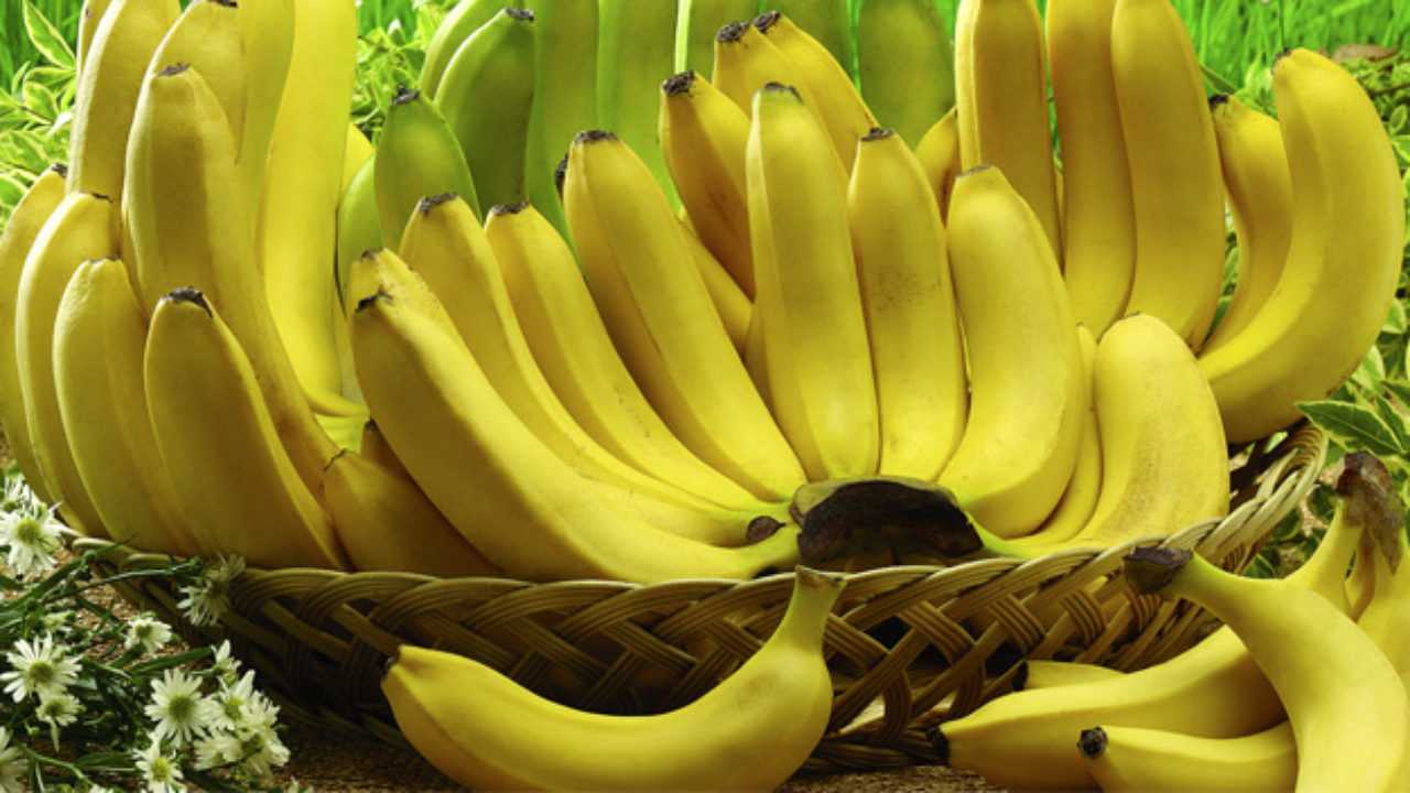 Бананы. степень зрелости, обработка газом, зелёные или в пятнышках - как выбирать? - stroilenta.ru