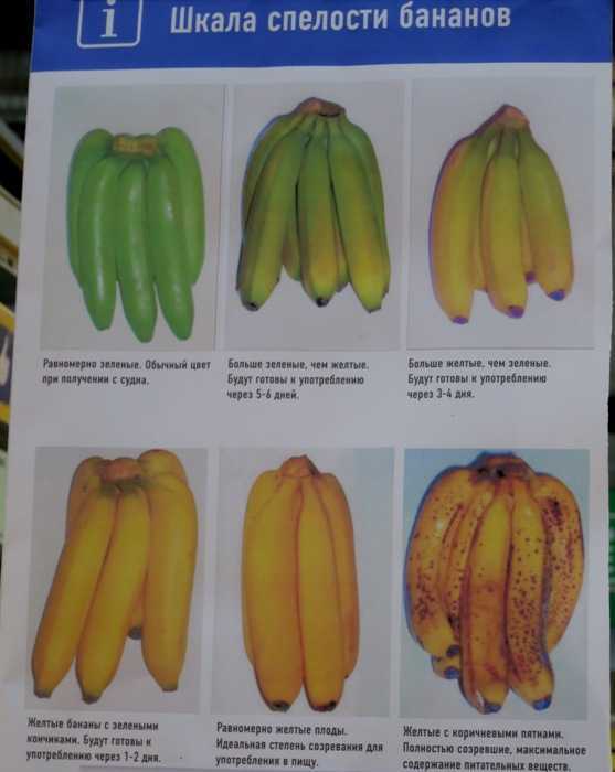 Чем полезны зеленые бананы польза и вред можно ли есть