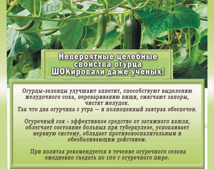 Чем полезны свежие огурцы / и могут ли они навредить здоровью – статья из рубрики "польза или вред" на food.ru