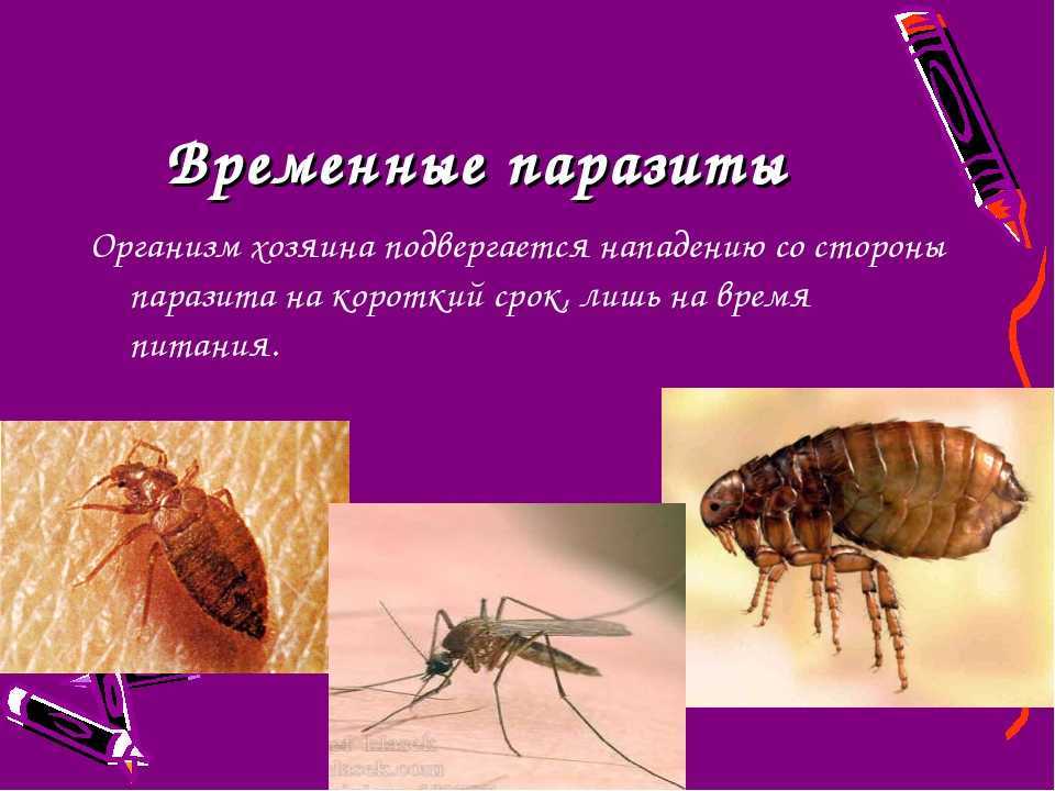 Чем наружные паразиты отличаются от. Временные паразиты. Эктопаразиты временные и постоянные. Временный и постоянный паразитизм.