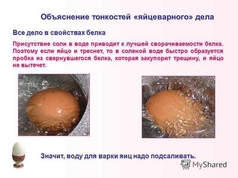Какие функции выполняет яйцо