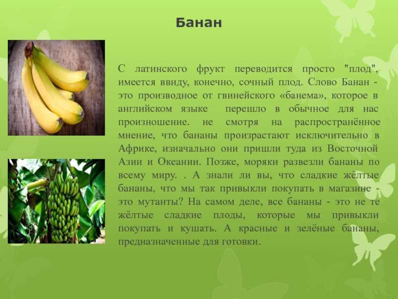 Свой бизнес: перевозка бананов. транспортировка и продажа бананов в россии :: businessman.ru
