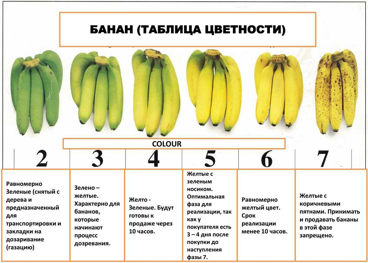 Кормовые, столовые, десертные. откуда и какие бананы завозят в россию?