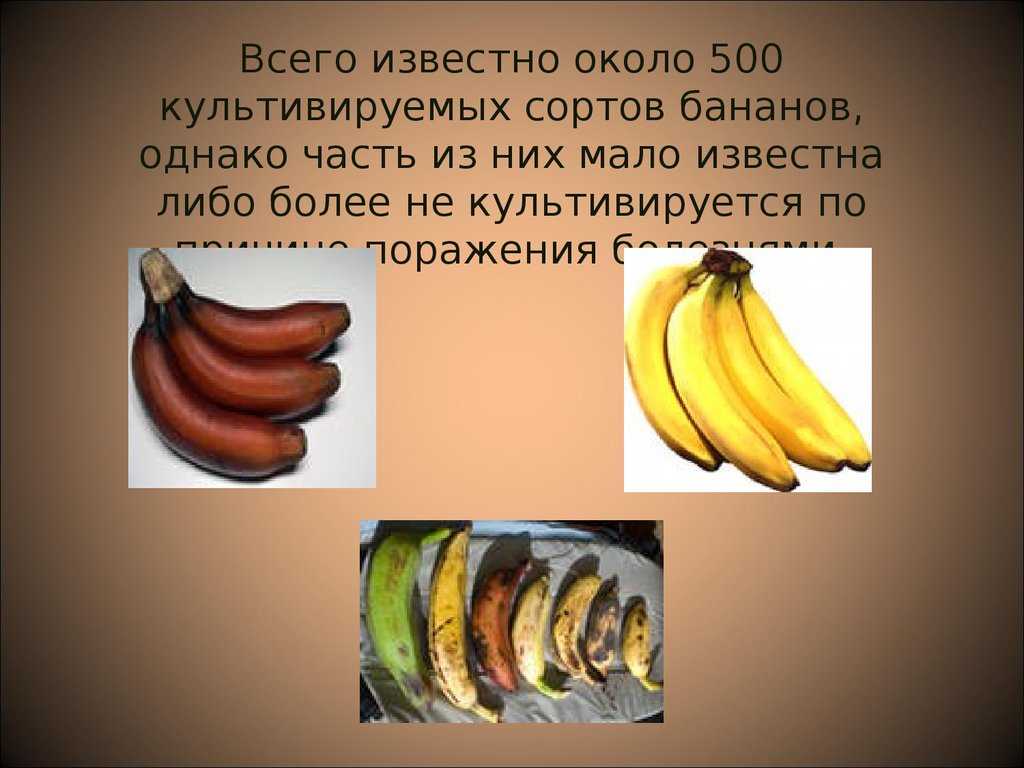 Какие бананы самые вкусные и полезные