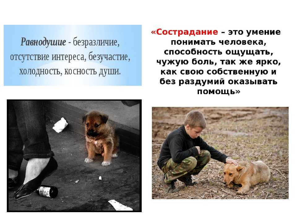 Сочинение чем опасно равнодушие?