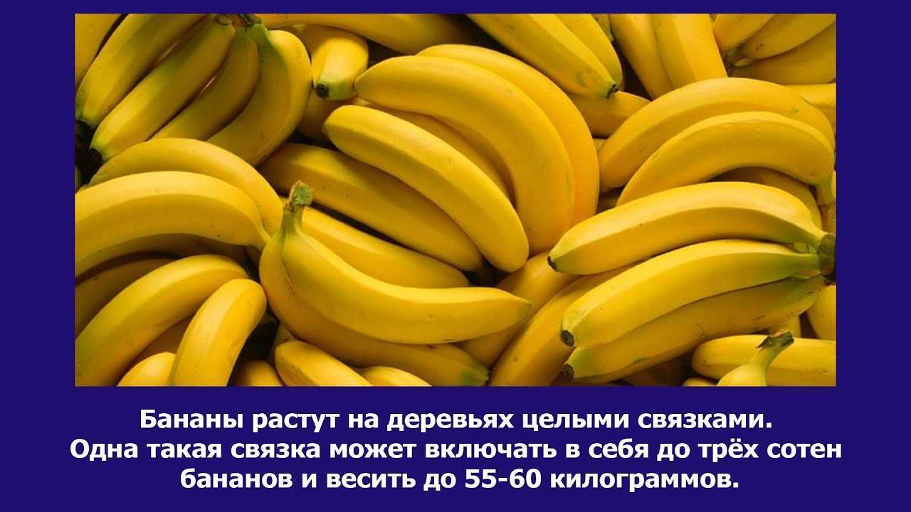 Перезрелые бананы польза и вред
