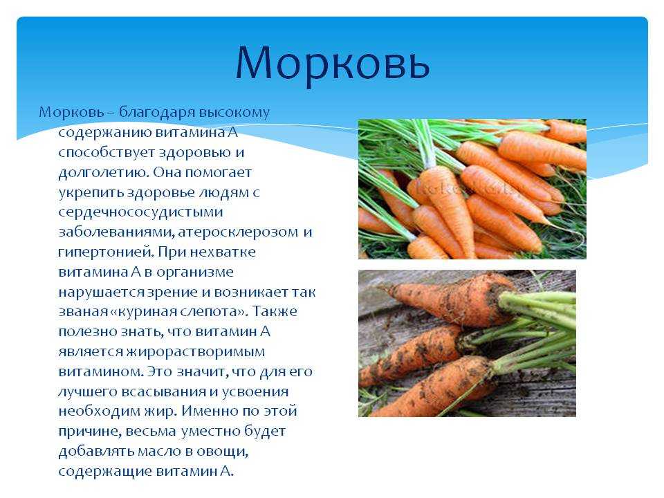 Почему нельзя морковь. Сведения о моркови. Краткое описание моркови. Рассказать о морковке. Описание моркови для дошкольников.
