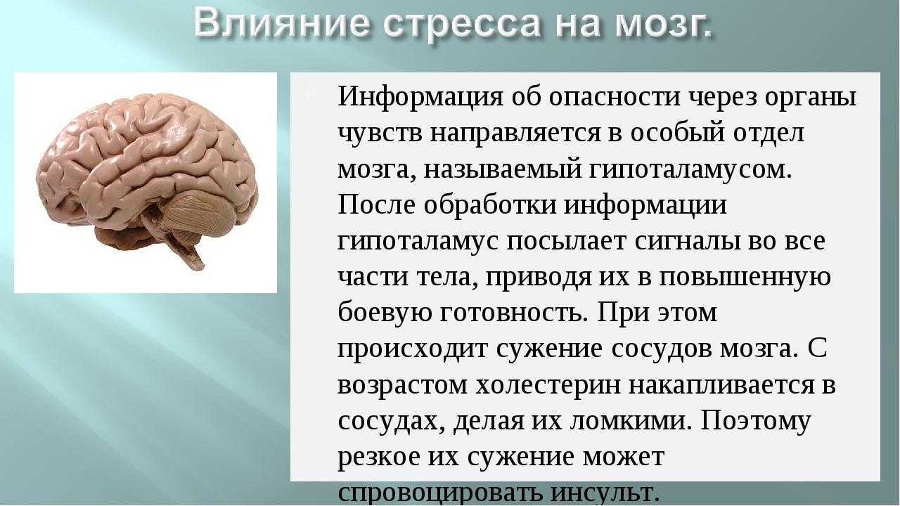 Роль мозга в организме. Влияние стресса на мозг. Стресс и мозг человека. Как стресс влияет на мозг. Влияние стресса на головной мозг.