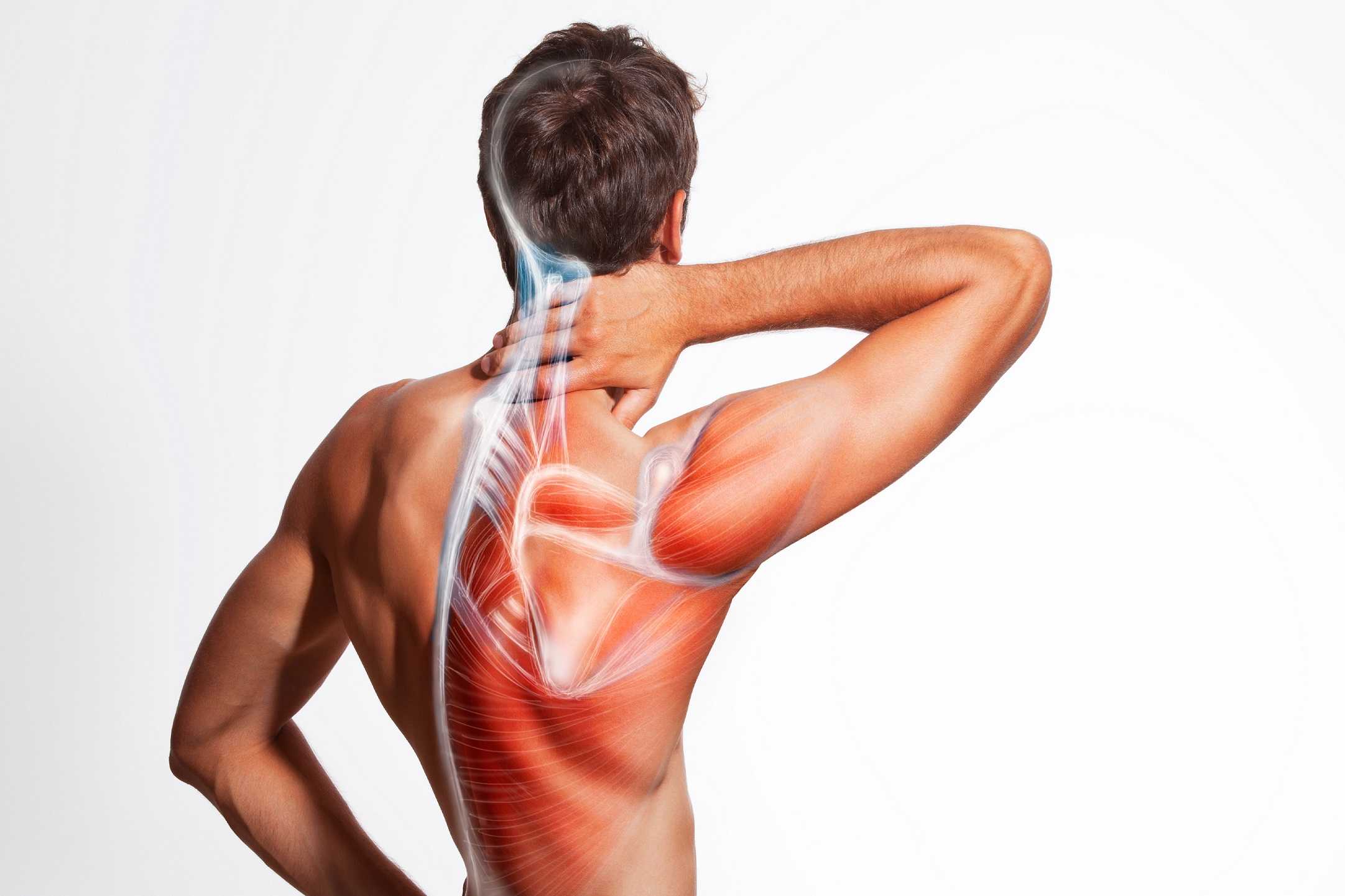 Спина зоны боли. Боль в мышцах. Спина. Мышцы спины. Болит спина.