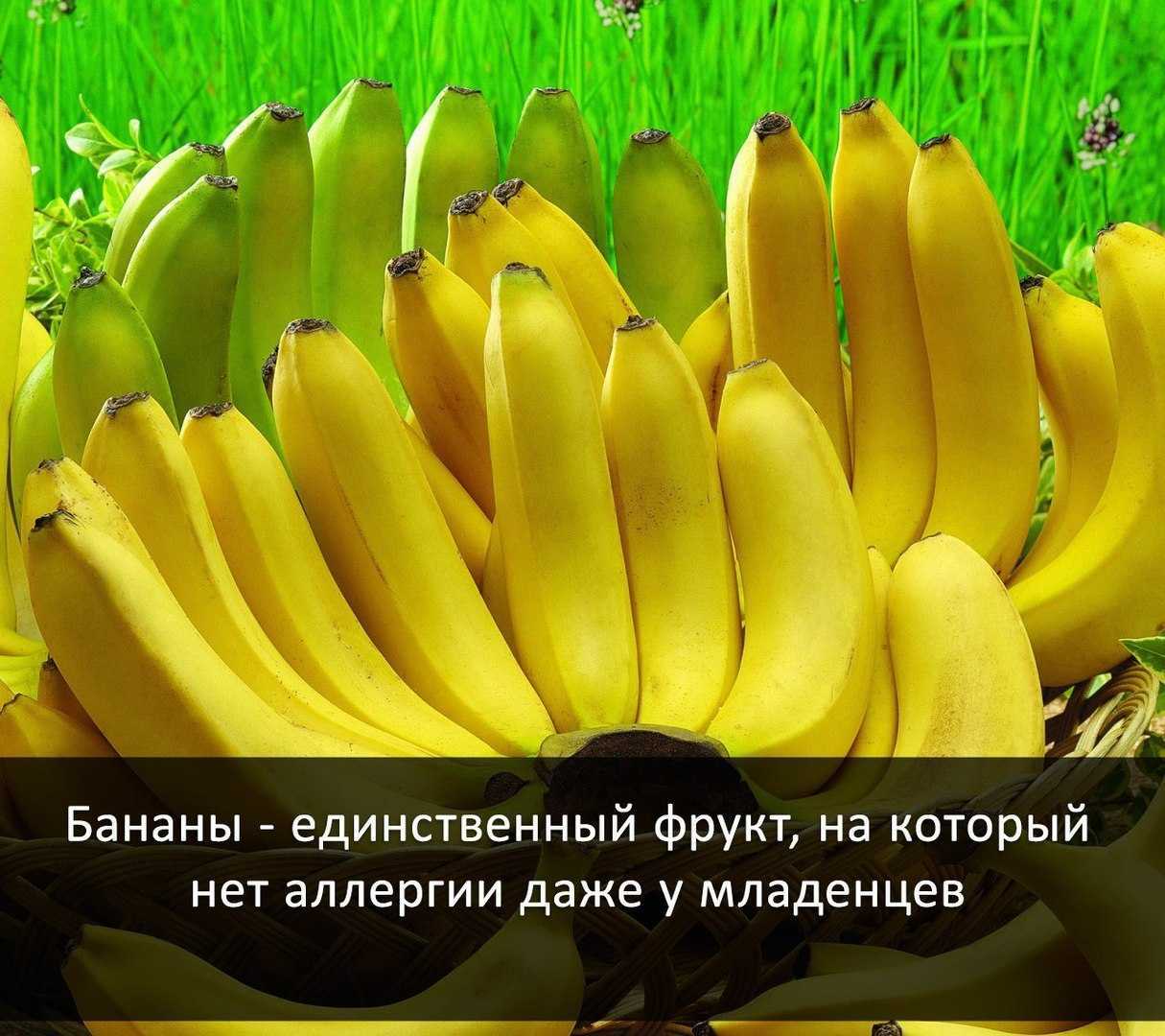 Польза банана для организма человека - возможный вред