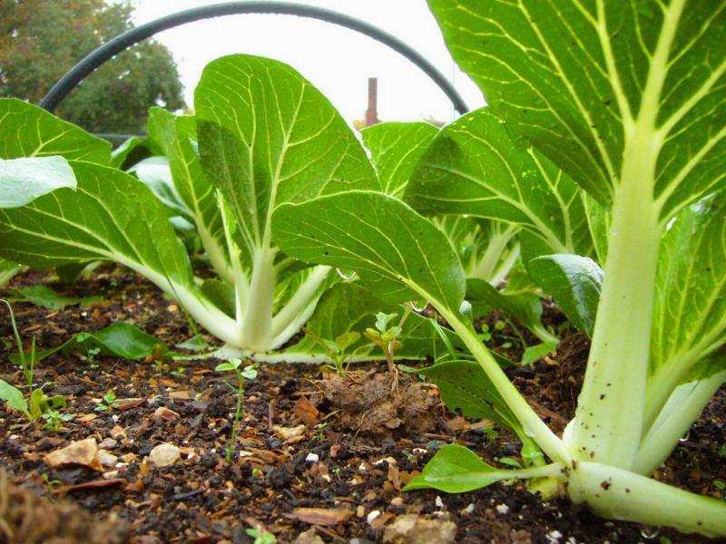 Гид по зеленым листовым овощам: чем полезны пак-чой, ромэн и шпинат