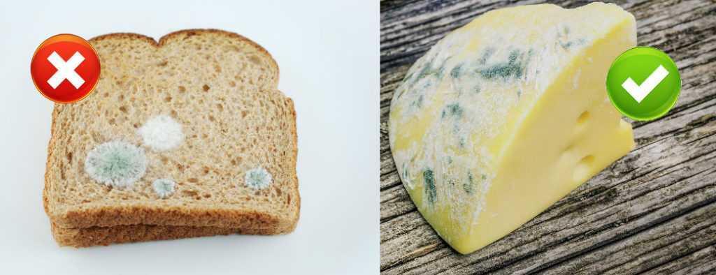 Опасно ли съесть хлеб с плесенью? зависит от вашего организма