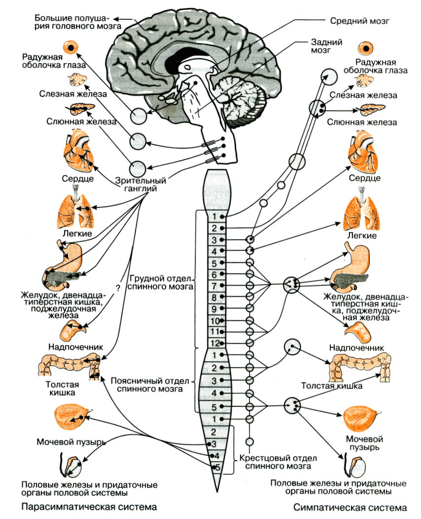 Вегетативные части тела. Вегетативные ядра спинного мозга. Вегетативный отдел нервной системы головного мозга. Отделы вегетативной нервной системы схема. Вегетативная нервная система схема спинного мозга.