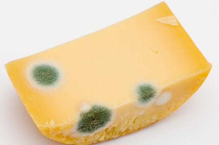 Как хранить сыр в холодильнике, чтобы он не плесневел и долго оставался свежим