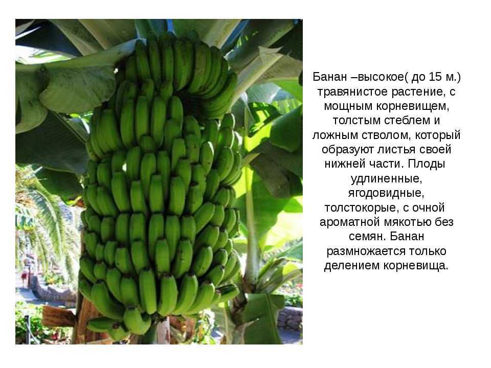 Как появились и на чем растут бананы, описание и сорта