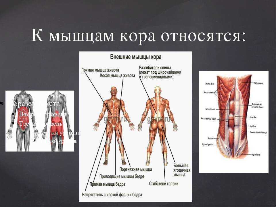 Дисфункция мышц тазового дна | fpa