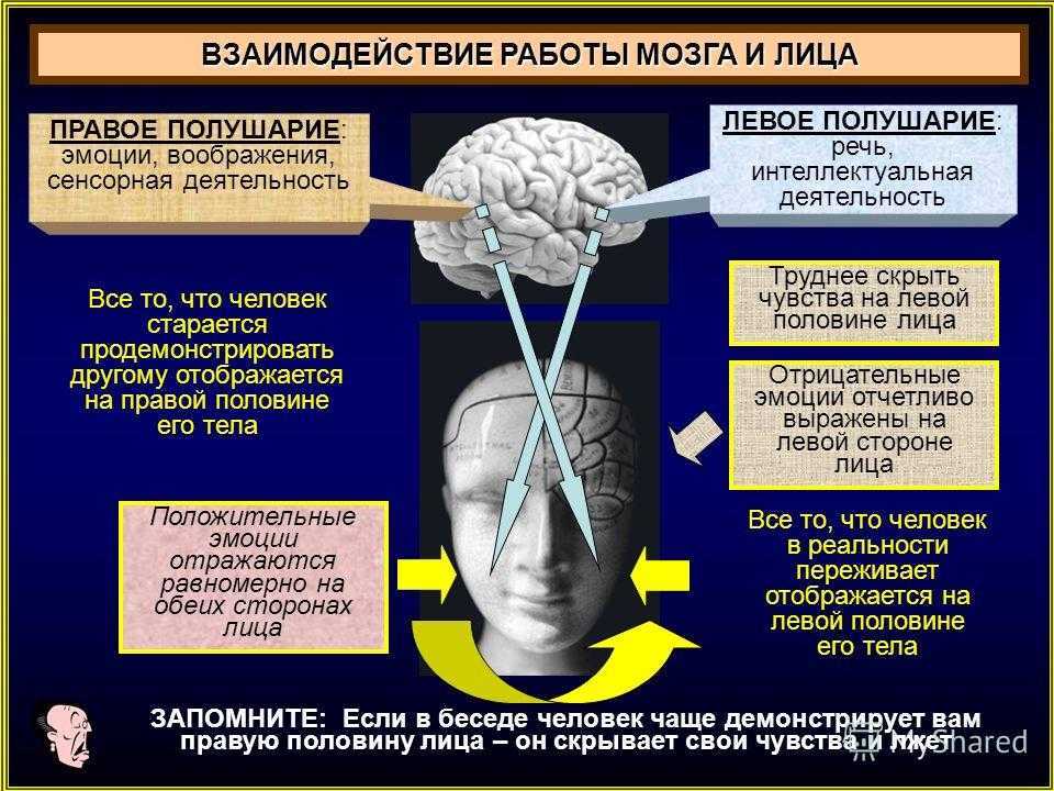 Факты и мифы о человеческом мозге