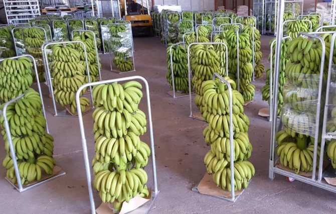 Если бананы почернели, не вздумайте их выбрасывать: специалисты рассказали, почему