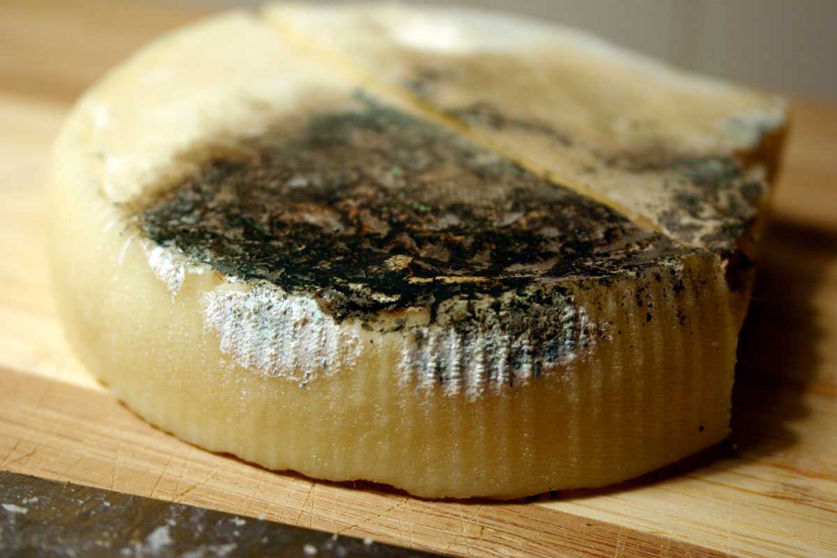 Сыр с плесенью: польза, вред и калорийность | food and health