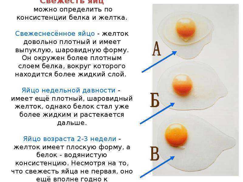 С какого возраста можно белок ребенку. Белок в яйце как называется. Белок и желток в яйце. Определить свежесть яиц. Форма и цвет куриных яиц.