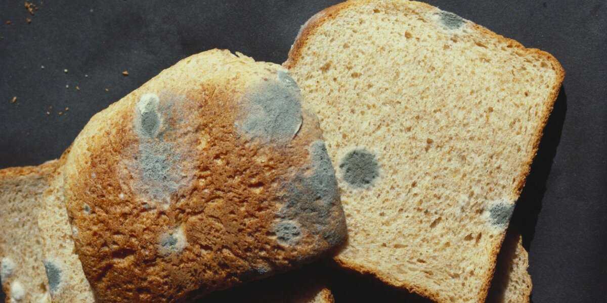 Почему плесневеет хлеб и как его правильно хранить