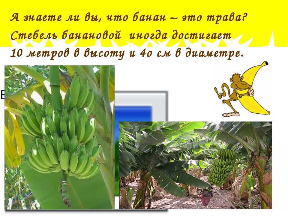 Страны лидеры по бананам. откуда в россию привозят бананы? откуда везут бананы в россию? история появления в россии