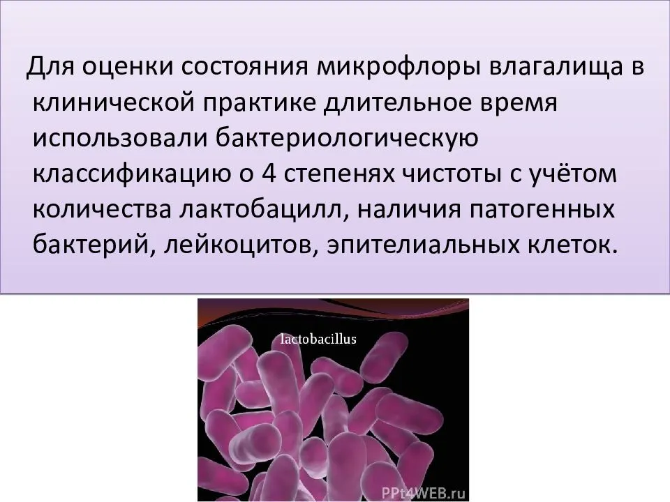 После лечения вагиноза. Микроорганизмы нормальной микрофлоры влагалища. Нормальная и патогенная микрофлора влагалища. Микробиоценоз влагалища.