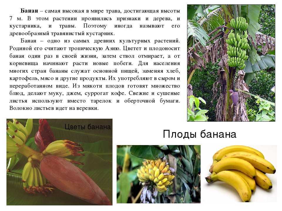 Как и где растут бананы, банановое дерево - строение, характеристика