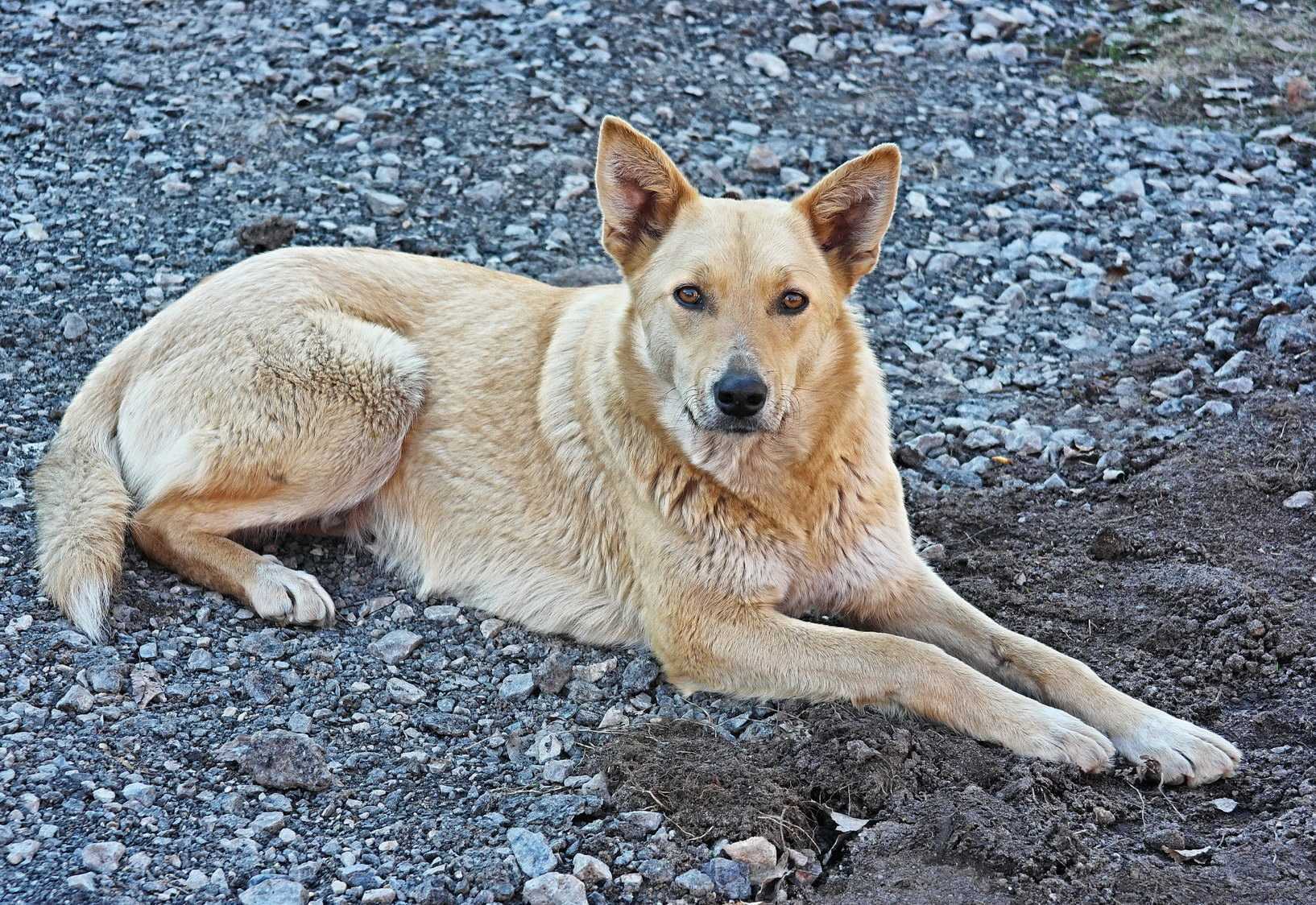 Плюсы и минусы владения собакой породы чихуахуа