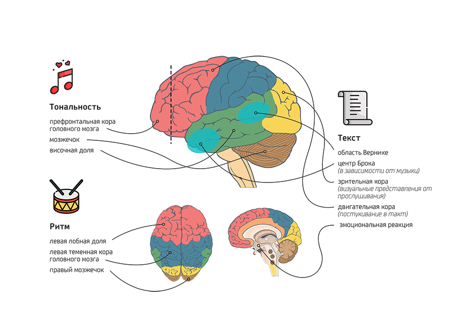Слуховая зона расположена в доле. Отделы мозга отвечающие. За что отвечают отделы мозга. Зоны мозга за что отвечают.
