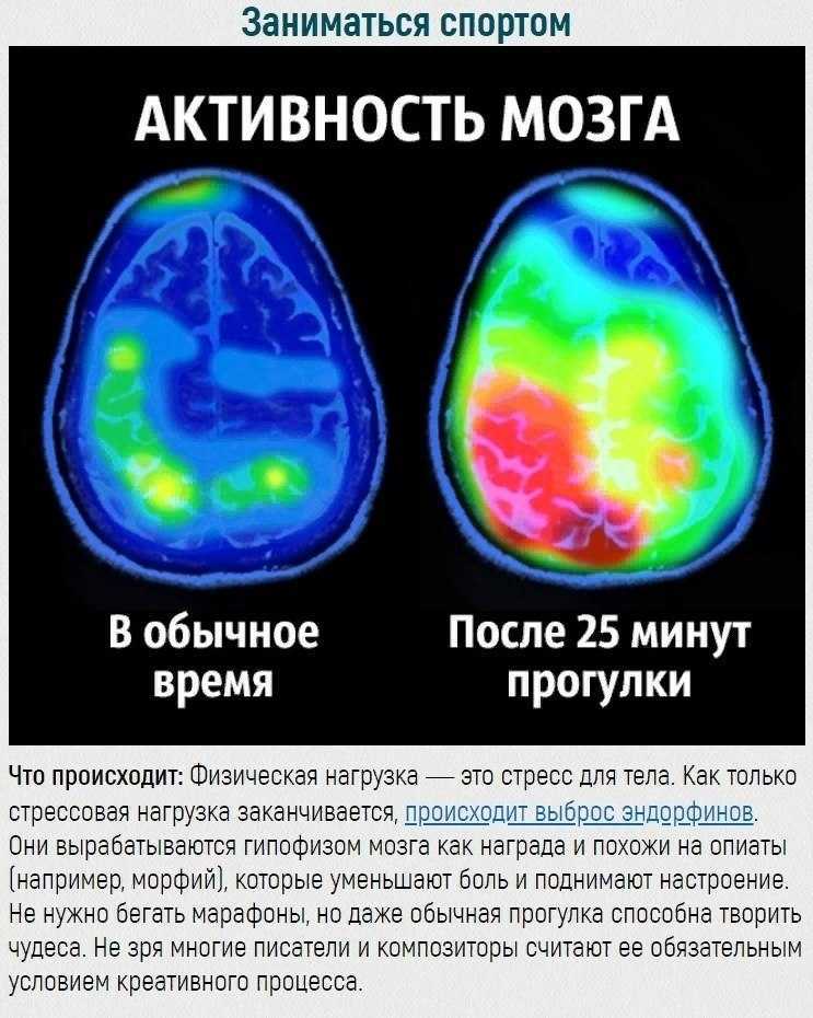 Снижение активности мозга. Активность мозга. Активность мозга после прогулки. Периоды активности мозга.