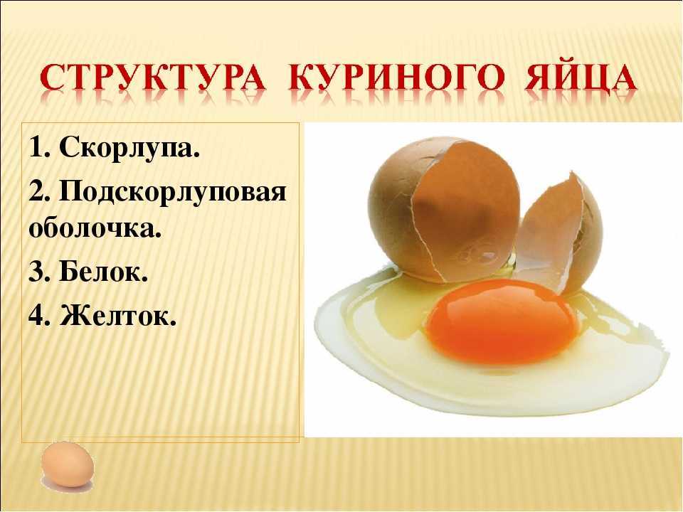 Сырые куриные яйца: польза и вред для мужского и женского организма
