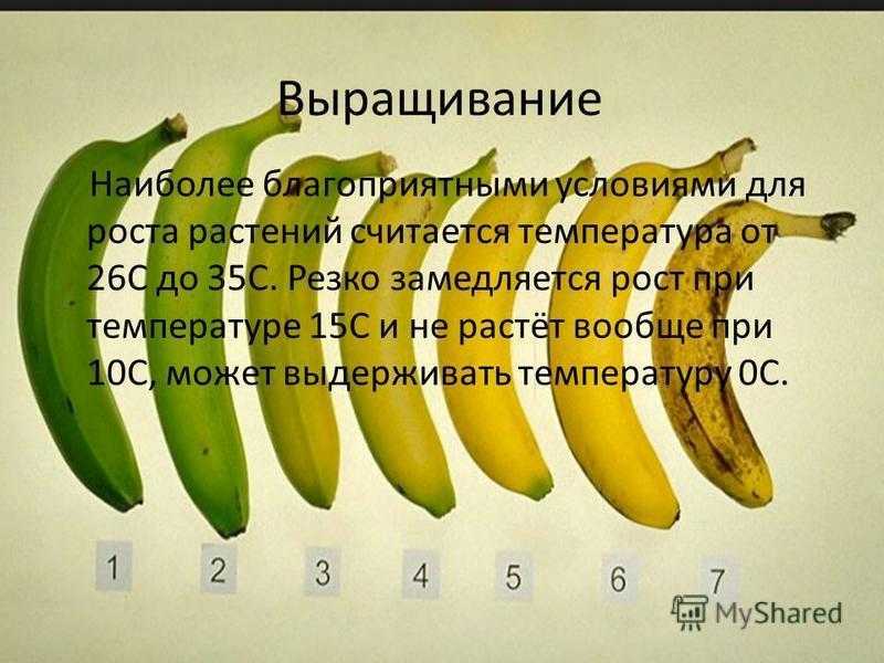 Как растут бананы: где выращивают, как обрабатывают и везут