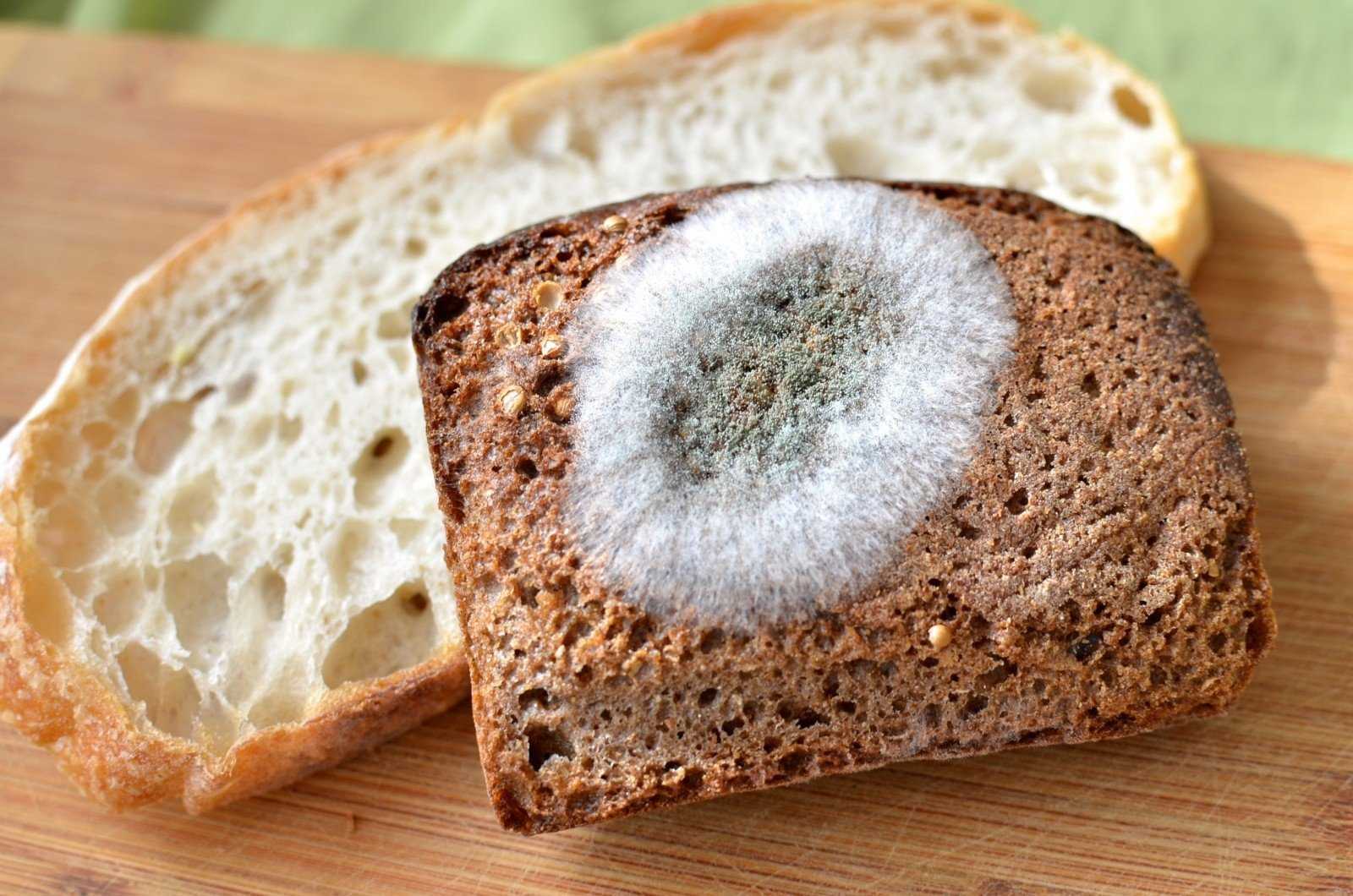 Лучший ответ: можно ли выкидывать плесневелый хлеб?
лучший ответ: можно ли выкидывать плесневелый хлеб?