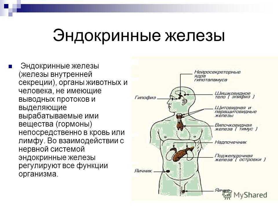 Эндокринология презентация
