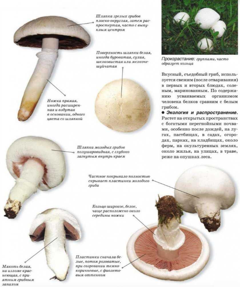 4 первых признака испорченных шампиньонов: как хранить грибы, чтобы они долго оставались свежими