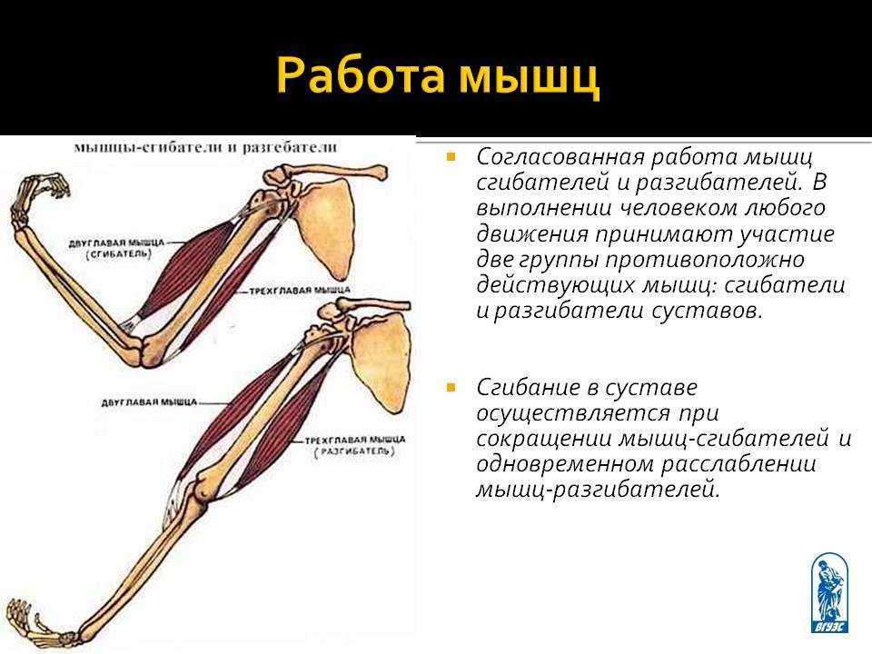 Основные работы мышц. Как работают мышцы человека. Мышцы работа мышц. Типы работы мышц. Мышцы сгибатели и мышцы разгибатели.