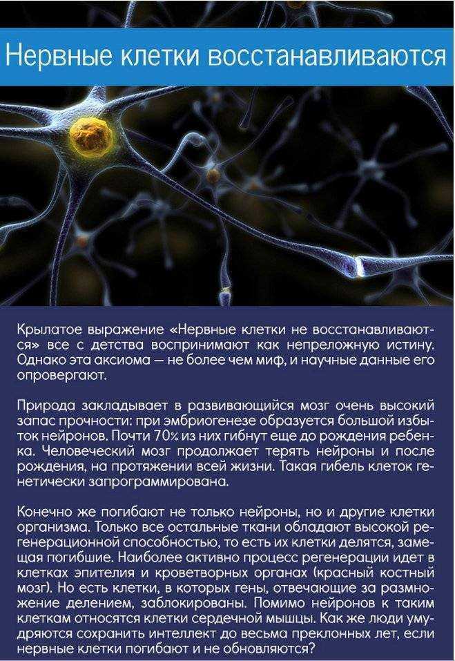 Скорость нейронов в мозге. Нервная клетка. Восстановление нервных клеток. Нервные клеткивостанавиваются. Восстанавливаются ли нервные клетки.