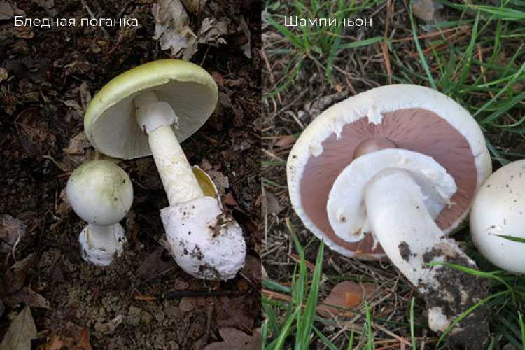 ✅галлюциногенные грибы: действие и последствия употребления | вред, эффект, передозировка грибами