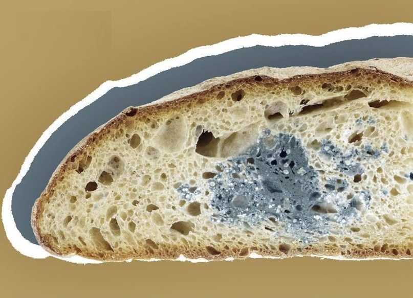 Хлеб с плесенью – можно ли его есть и что с ним делать