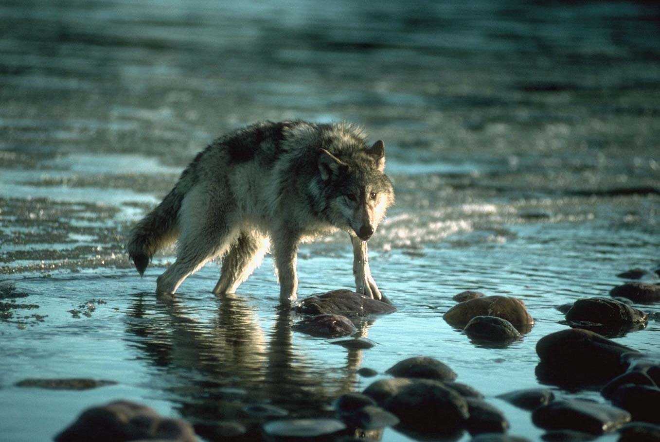 Волкова всем выйти из кадра текст. Волк. Одинокий волк. Волк одиночка. Фото волка одиночки.