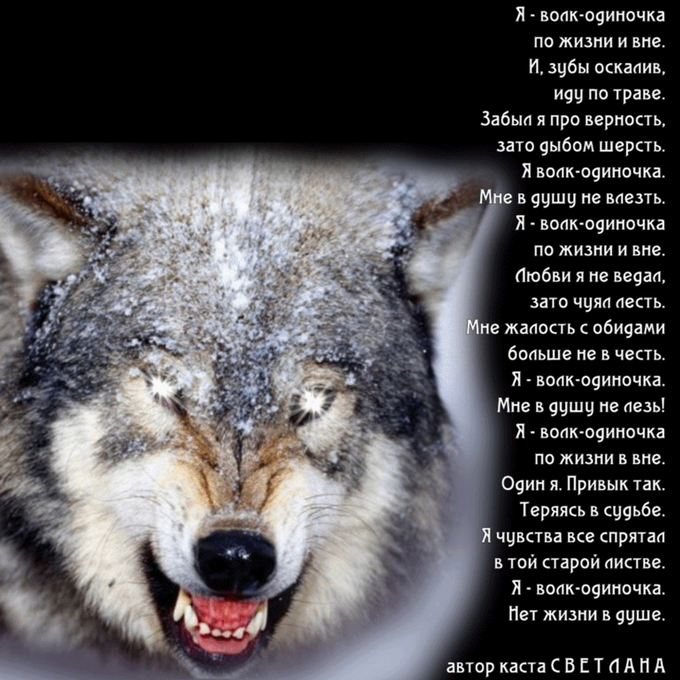 Волк годы жизни. Волк с надписью. Волк одиночка цитаты. Волк красивые фразы. Красивые статусы про Волков.