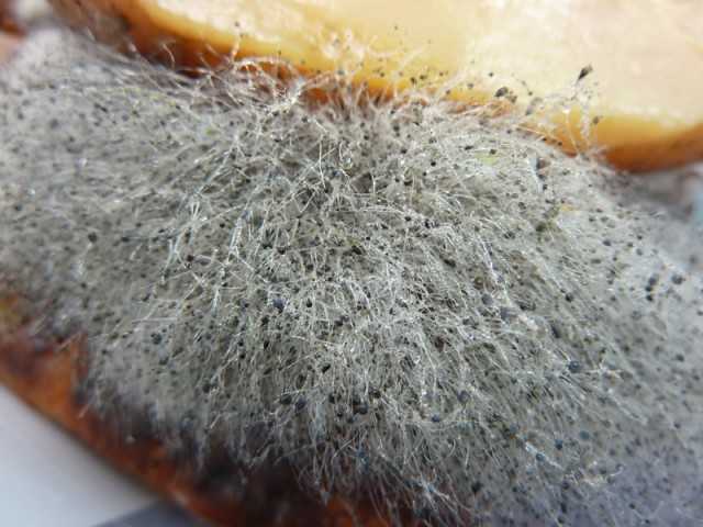 Почему творожный сыр покрылся плесенью можно ли его есть